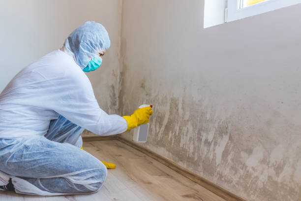 Licensed Attic Mold Removal service in Mickleton, NJ - WQB Mold Removal