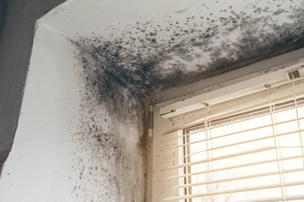 Affordable Attic Mold Removal solutions in Mickleton, NJ